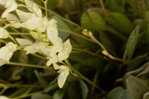 Specklinia grobyi Windflower CCE/AOS 91 pts. flower